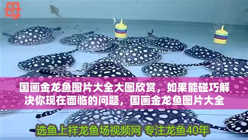 國畫金龍魚圖片大全大圖欣賞，如果能碰巧解決你現在面臨的問題，國畫金龍魚圖片大全