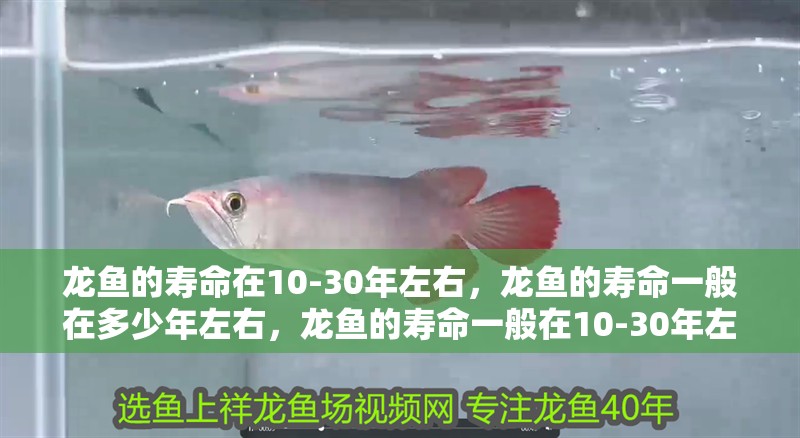 龍魚的壽命在10-30年左右，龍魚的壽命一般在多少年左右，龍魚的壽命一般在10-30年左右，龍魚的壽命會(huì)長(zhǎng)多久