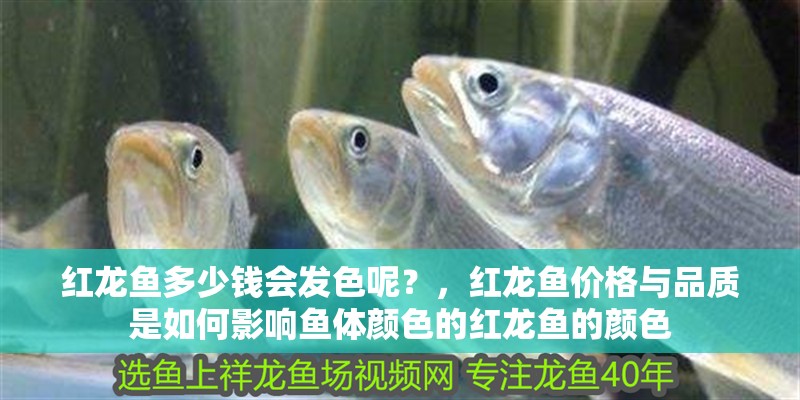 紅龍魚(yú)多少錢(qián)會(huì)發(fā)色呢？，紅龍魚(yú)價(jià)格與品質(zhì)是如何影響?hù)~(yú)體顏色的紅龍魚(yú)的顏色 紅龍魚(yú)多少錢(qián)會(huì)發(fā)色呢？，紅龍魚(yú)價(jià)格與品質(zhì)是如何影響?hù)~(yú)體顏色的紅龍魚(yú)的顏色 觀賞魚(yú)百科 第3張