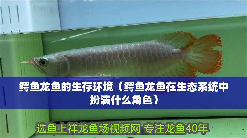 鱷魚龍魚的生存環境（鱷魚龍魚在生態系統中扮演什么角色）
