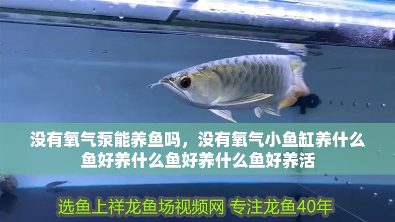 沒有氧氣泵能養魚嗎，沒有氧氣小魚缸養什么魚好養什么魚好養什么魚好養活