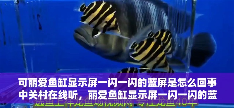 可麗愛魚缸顯示屏一閃一閃的藍屏是怎么回事中關村在線聽，麗愛魚缸顯示屏一閃一閃的藍屏是怎么回事