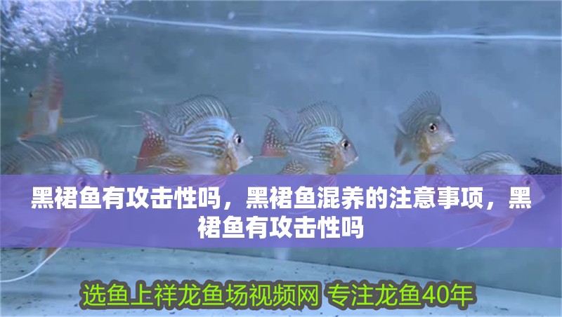 黑裙魚有攻擊性嗎，黑裙魚混養(yǎng)的注意事項，黑裙魚有攻擊性嗎