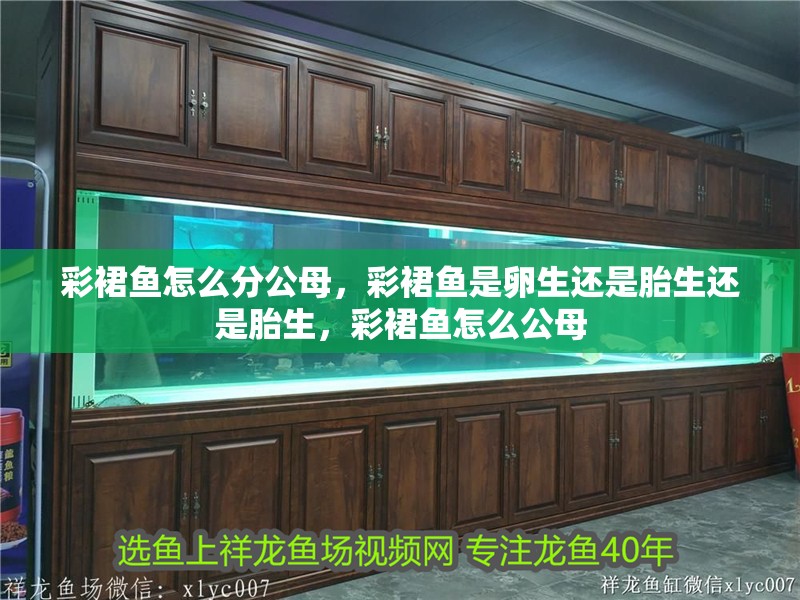 彩裙魚怎么分公母，彩裙魚是卵生還是胎生還是胎生，彩裙魚怎么公母