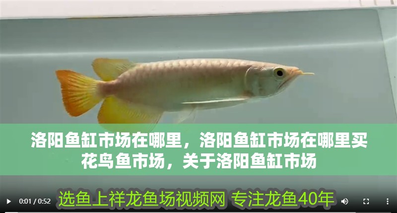 洛陽魚缸市場在哪里，洛陽魚缸市場在哪里買花鳥魚市場，關(guān)于洛陽魚缸市場