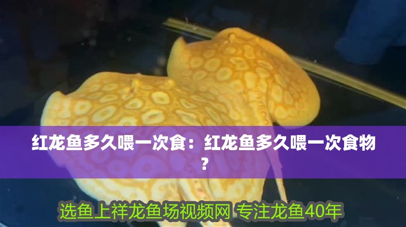 紅龍魚多久喂一次食：紅龍魚多久喂一次食物？