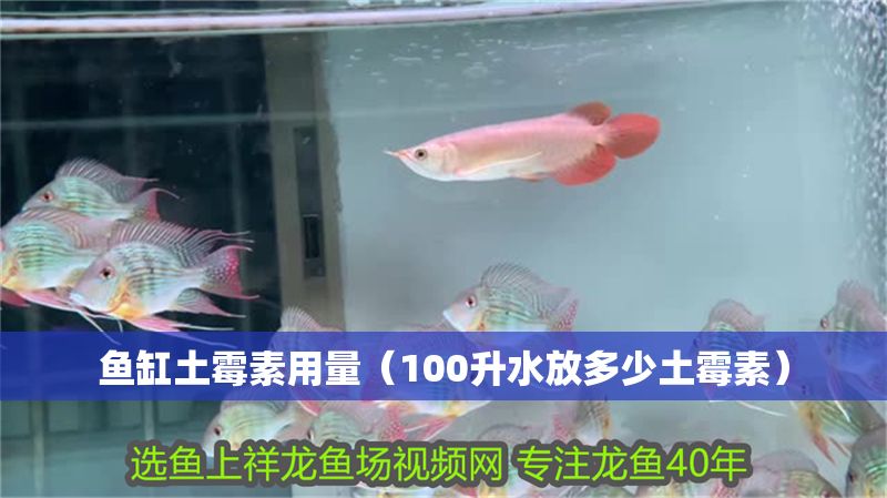 魚缸土霉素用量（100升水放多少土霉素） 魚缸土霉素用量（100升水放多少土霉素） 龍魚百科 第1張