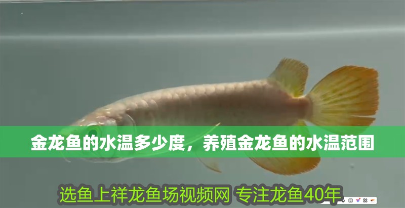 金龍魚的水溫多少度，養(yǎng)殖金龍魚的水溫范圍
