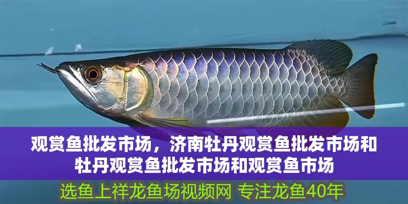 觀賞魚批發市場，濟南牡丹觀賞魚批發市場和牡丹觀賞魚批發市場和觀賞魚市場