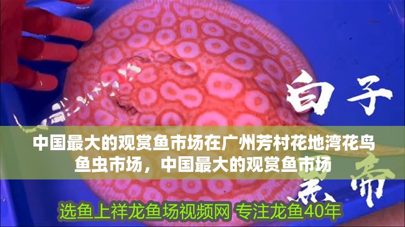 中國最大的觀賞魚市場在廣州芳村花地灣花鳥魚蟲市場，中國最大的觀賞魚市場