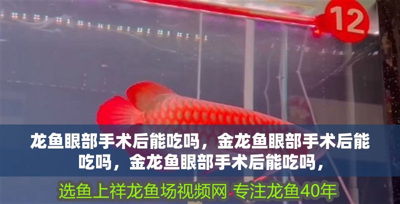 龍魚眼部手術(shù)后能吃嗎，金龍魚眼部手術(shù)后能吃嗎，金龍魚眼部手術(shù)后能吃嗎，