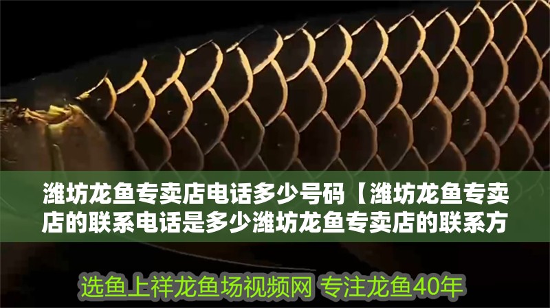 濰坊龍魚專賣店電話多少號碼【濰坊龍魚專賣店的聯系電話是多少濰坊龍魚專賣店的聯系方式】