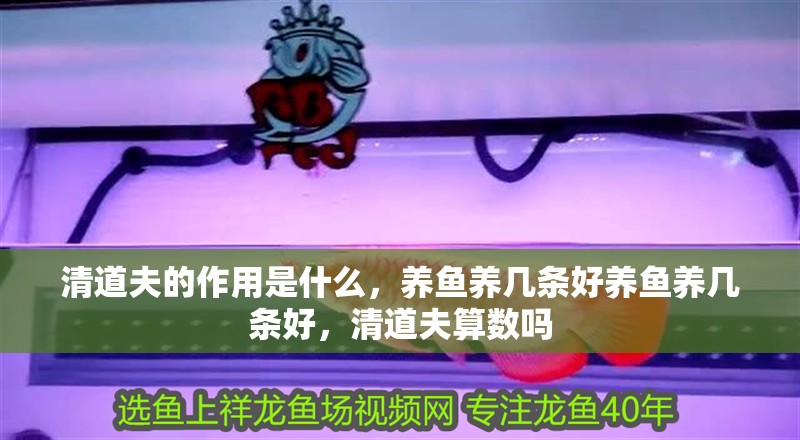清道夫的作用是什么，養(yǎng)魚(yú)養(yǎng)幾條好養(yǎng)魚(yú)養(yǎng)幾條好，清道夫算數(shù)嗎