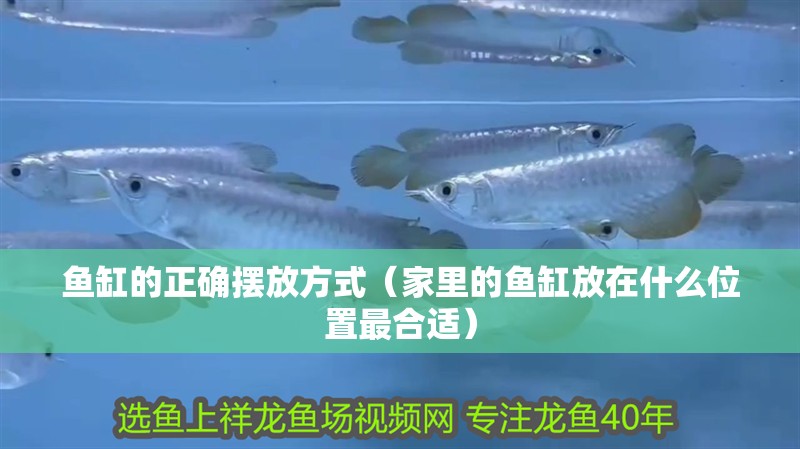 魚缸的正確擺放方式（家里的魚缸放在什么位置最合適）