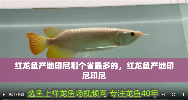 紅龍魚產(chǎn)地印尼哪個(gè)省最多的，紅龍魚產(chǎn)地印尼印尼 紅龍魚產(chǎn)地印尼哪個(gè)省最多的，紅龍魚產(chǎn)地印尼印尼 觀賞魚百科 第2張