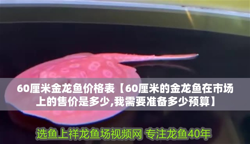 60厘米金龍魚價格表【60厘米的金龍魚在市場上的售價是多少,我需要準備多少預算】
