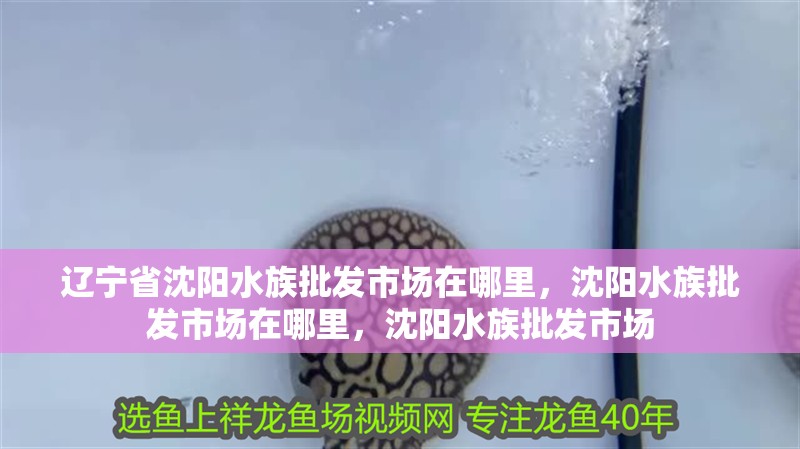 遼寧省沈陽水族批發(fā)市場在哪里，沈陽水族批發(fā)市場在哪里，沈陽水族批發(fā)市場