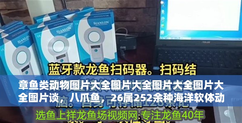 章魚類動物圖片大全圖片大全圖片大全圖片大全圖片談，八爪魚，26屬252余種海洋軟體動物 章魚類動物圖片大全圖片大全圖片大全圖片大全圖片談，八爪魚，26屬252余種海洋軟體動物 觀賞魚百科