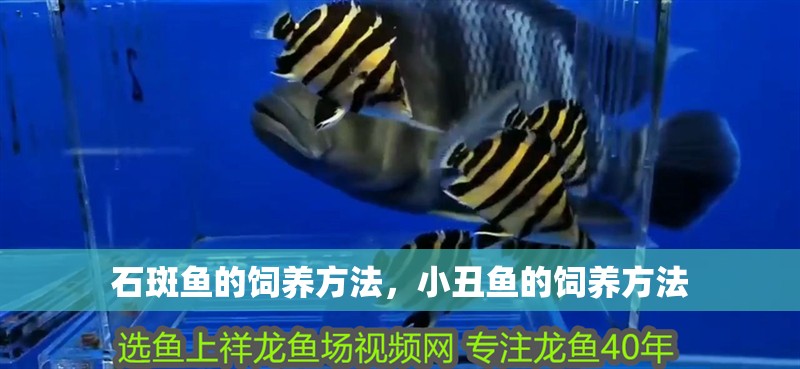 石斑魚的飼養(yǎng)方法，小丑魚的飼養(yǎng)方法