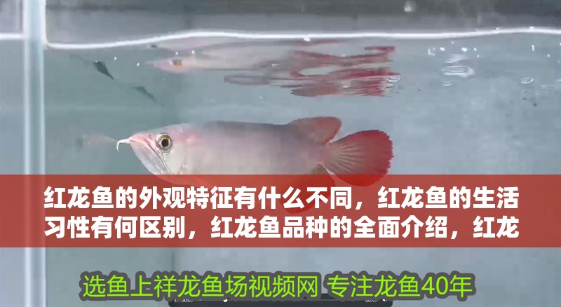 紅龍魚的外觀特征有什么不同，紅龍魚的生活習(xí)性有何區(qū)別，紅龍魚品種的全面介紹，紅龍魚的生活習(xí)性有何不同