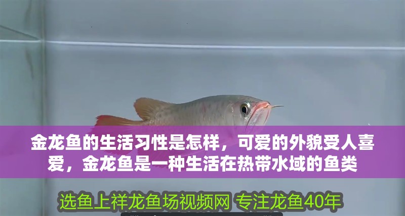 金龍魚的生活習性是怎樣，可愛的外貌受人喜愛，金龍魚是一種生活在熱帶水域的魚類