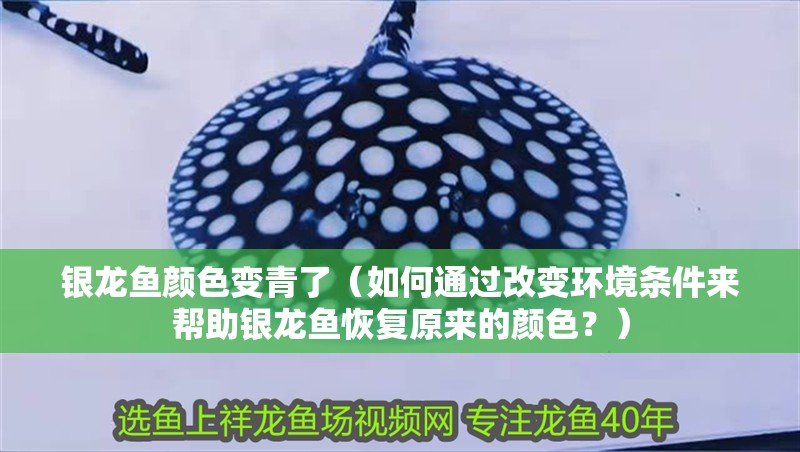 銀龍魚顏色變青了（如何通過(guò)改變環(huán)境條件來(lái)幫助銀龍魚恢復(fù)原來(lái)的顏色？）
