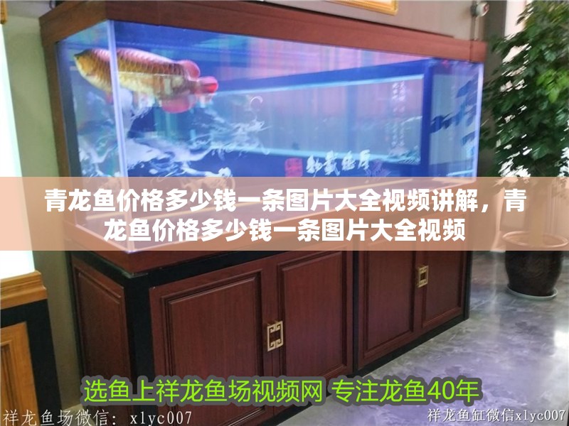 青龍魚價格多少錢一條圖片大全視頻講解，青龍魚價格多少錢一條圖片大全視頻
