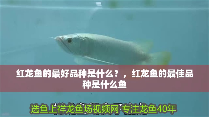 紅龍魚的最好品種是什么？，紅龍魚的最佳品種是什么魚