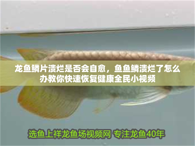 龍魚鱗片潰爛是否會自愈，魚魚鱗潰爛了怎么辦教你快速恢復健康全民小視頻 龍魚鱗片潰爛是否會自愈，魚魚鱗潰爛了怎么辦教你快速恢復健康全民小視頻 觀賞魚百科 第5張