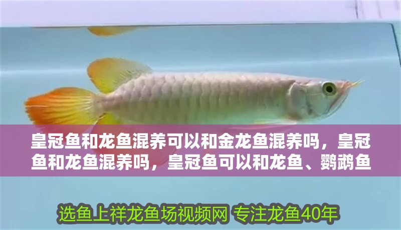 皇冠魚和龍魚混養可以和金龍魚混養嗎，皇冠魚和龍魚混養嗎，皇冠魚可以和龍魚、鸚鵡魚、鸚鵡魚混養嗎