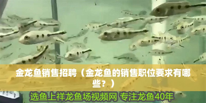 金龍魚(yú)銷(xiāo)售招聘（金龍魚(yú)的銷(xiāo)售職位要求有哪些？）