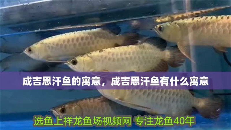 成吉思汗魚的寓意，成吉思汗魚有什么寓意