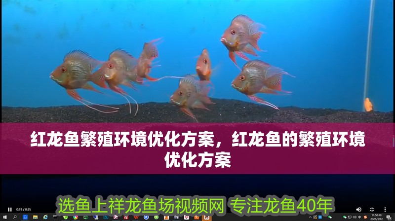 紅龍魚繁殖環境優化方案，紅龍魚的繁殖環境優化方案