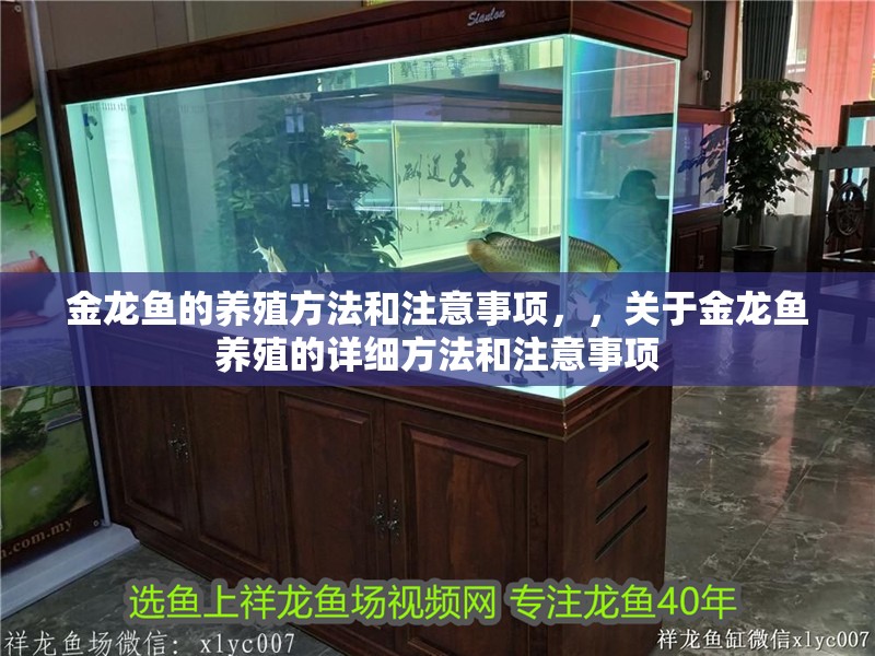 金龍魚的養(yǎng)殖方法和注意事項，，關于金龍魚養(yǎng)殖的詳細方法和注意事項