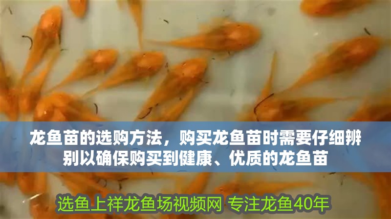 龍魚苗的選購方法，購買龍魚苗時需要仔細(xì)辨別以確保購買到健康、優(yōu)質(zhì)的龍魚苗