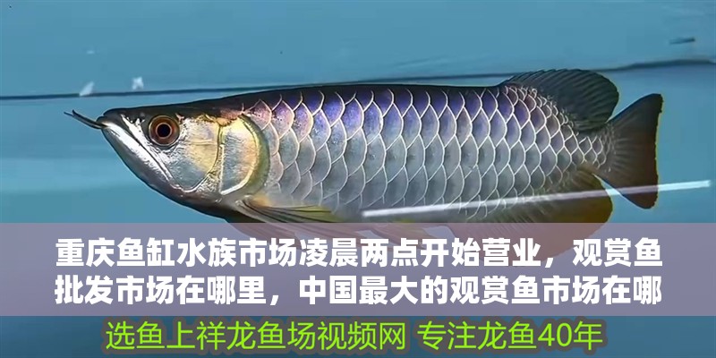 重慶魚缸水族市場凌晨兩點開始營業，觀賞魚批發市場在哪里，中國最大的觀賞魚市場在哪里？