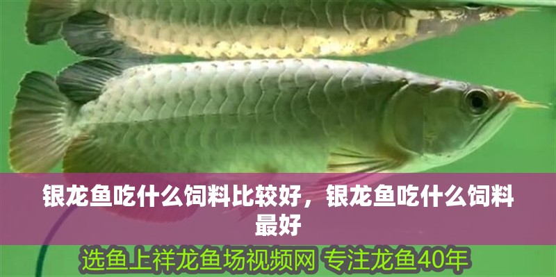 銀龍魚吃什么飼料比較好，銀龍魚吃什么飼料最好