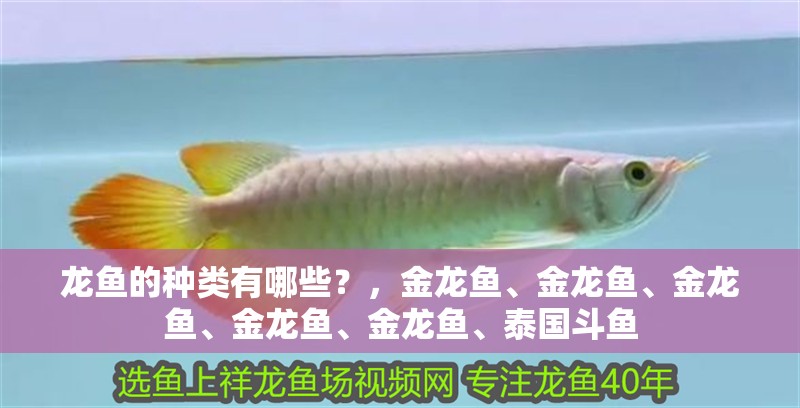 龍魚的種類有哪些？，金龍魚、金龍魚、金龍魚、金龍魚、金龍魚、泰國斗魚