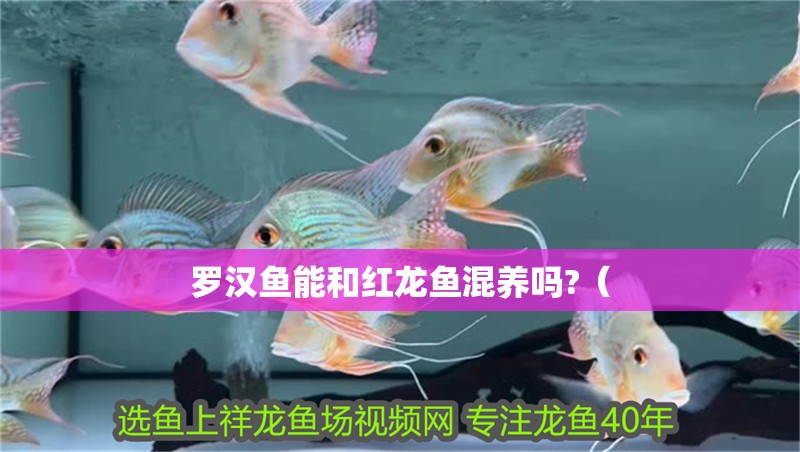 羅漢魚能和紅龍魚混養(yǎng)嗎?（