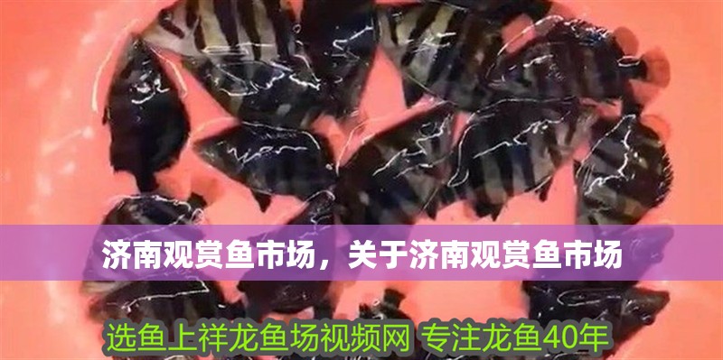 濟南觀賞魚市場，關于濟南觀賞魚市場