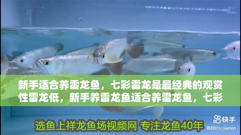 新手適合養(yǎng)雷龍魚(yú)，七彩雷龍是最經(jīng)典的觀賞性雷龍低，新手養(yǎng)雷龍魚(yú)適合養(yǎng)雷龍魚(yú)，七彩雷龍魚(yú)適合新手養(yǎng)雷龍魚(yú)