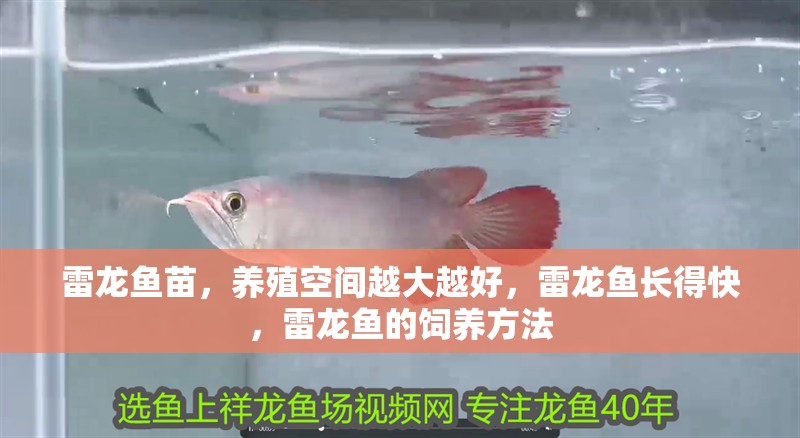 雷龍魚(yú)苗，養(yǎng)殖空間越大越好，雷龍魚(yú)長(zhǎng)得快，雷龍魚(yú)的飼養(yǎng)方法 雷龍魚(yú)苗，養(yǎng)殖空間越大越好，雷龍魚(yú)長(zhǎng)得快，雷龍魚(yú)的飼養(yǎng)方法 觀賞魚(yú)百科