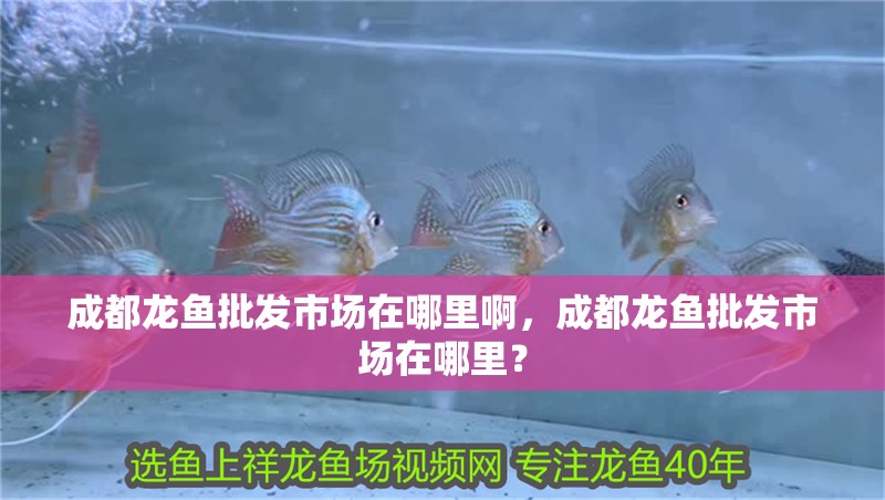 成都龍魚批發(fā)市場在哪里啊，成都龍魚批發(fā)市場在哪里？ 成都龍魚批發(fā)市場在哪里啊，成都龍魚批發(fā)市場在哪里？ 觀賞魚百科 第2張