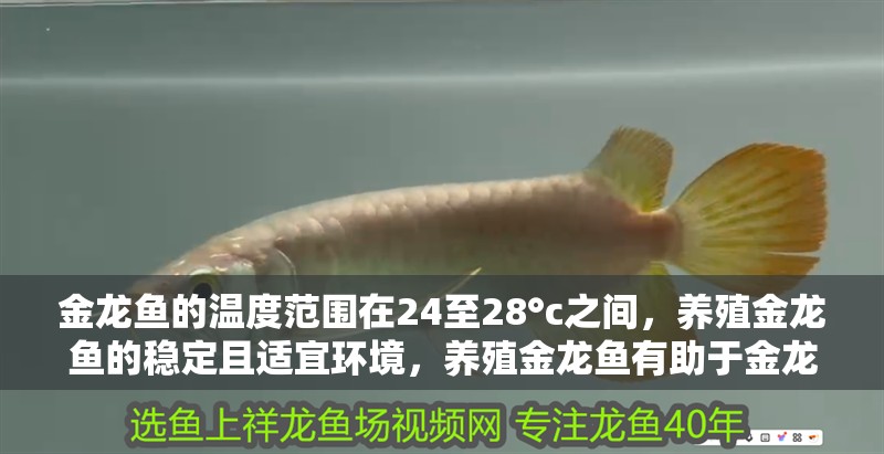 金龍魚的溫度范圍在24至28°c之間，養(yǎng)殖金龍魚的穩(wěn)定且適宜環(huán)境，養(yǎng)殖金龍魚有助于金龍魚的健康生長和繁殖 金龍魚的溫度范圍在24至28°c之間，養(yǎng)殖金龍魚的穩(wěn)定且適宜環(huán)境，養(yǎng)殖金龍魚有助于金龍魚的健康生長和繁殖 觀賞魚百科 第3張