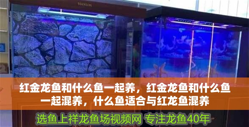 紅金龍魚和什么魚一起養，紅金龍魚和什么魚一起混養，什么魚適合與紅龍魚混養