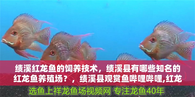 績溪紅龍魚的飼養技術，績溪縣有哪些知名的紅龍魚養殖場？，績溪縣觀賞魚嗶哩嗶哩,紅龍魚怎么養紅龍魚價格及圖片欣賞