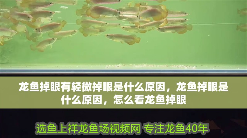 龍魚掉眼有輕微掉眼是什么原因，龍魚掉眼是什么原因，怎么看龍魚掉眼