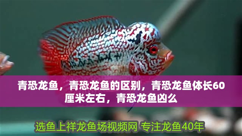 青恐龍魚，青恐龍魚的區(qū)別，青恐龍魚體長60厘米左右，青恐龍魚兇么