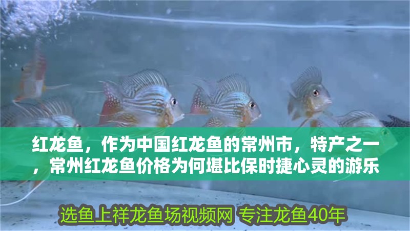 紅龍魚，作為中國紅龍魚的常州市，特產(chǎn)之一，常州紅龍魚價(jià)格為何堪比保時(shí)捷心靈的游樂場(chǎng)紅龍魚