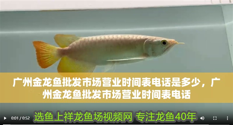 廣州金龍魚批發市場營業時間表電話是多少，廣州金龍魚批發市場營業時間表電話